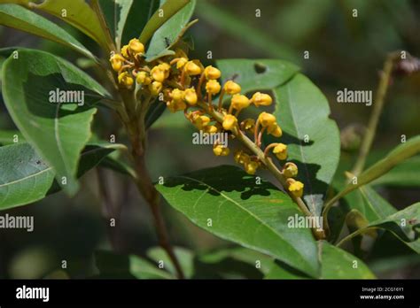 Cerrado flowers flora central Brazil state of Goias Chapada dos ...