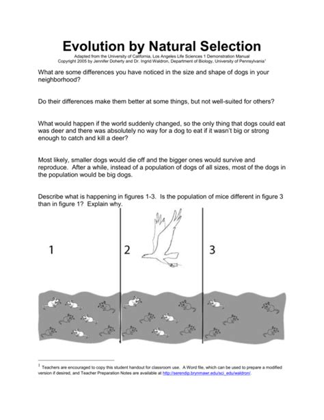 Evolution By Natural Selection Worksheet — db-excel.com