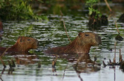 Capybara Fakta, Information, Bilder & Video | My Race