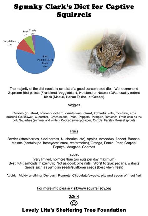 Squirrel Diet | Squirrel diet, Squirrel, Food charts