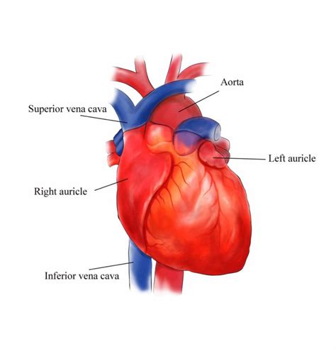 or the External Structure Of Heart Anatomy Diagram human heart consists ...