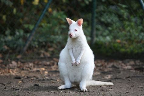 Information of The World: White Kangaroo from Australia.