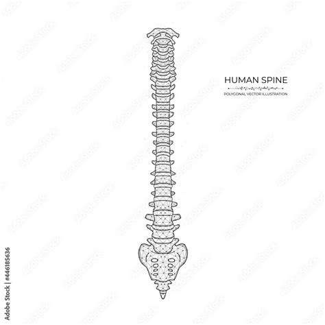 Human spine diagram low poly art. Polygonal vector illustration of a ...