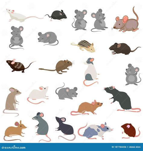 Rat Breeds Icon Set Flat Style Isolated on White Stock Vector ...