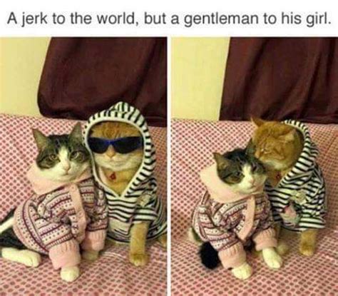 Wholesome cats : r/wholesomememes