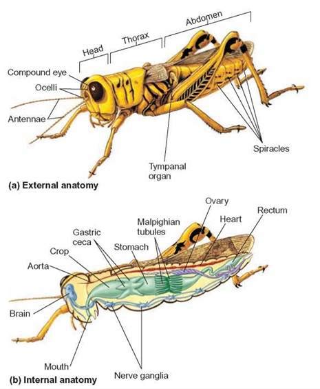 Arthropods - The Animal Kingdom - THE ORIGIN AND CLASSIFICATION OF LIFE ...