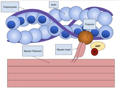 Sarcomere - Physiopedia