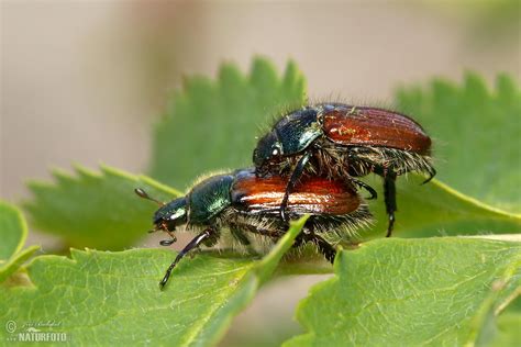 Garden Foliage Beetle Photos, Garden Foliage Beetle Images, Nature ...