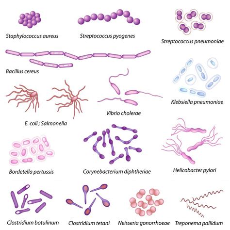 What Is Bacteria Classification? (with pictures)