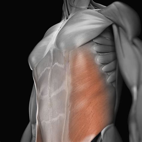 Abdominal Muscles Location and Function