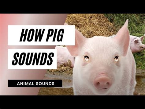 The Animal Sounds: Pig Squeal - Sound Effect - Animation - YouTube