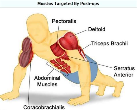 Do Push Ups Build Muscle Effectively?