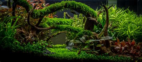 Aquascape Awards: 'Enchanted forest' by Tommy Vestlie | Aquarium ...