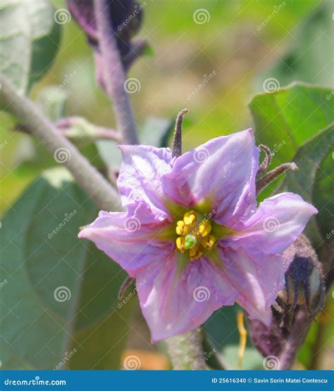 Egg-plant flower stock photo. Image of holding, green - 25616340