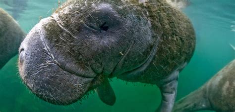 Shaving Manatees—for Science! | Hakai Magazine