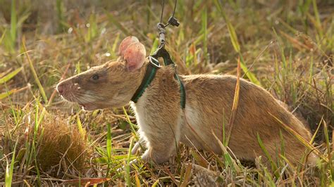 African Giant Pouched Rats As Pets - Pets Retro