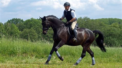 Learning to ride for adults - Horses 101 for beginners