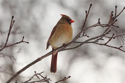 Perched Female Red Cardinal Photograph by Debbie Oppermann