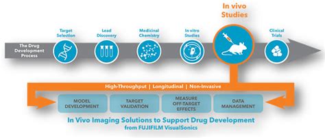 Drug Development Process Overview