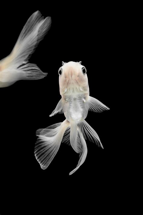 GOLDFiSH white :: Behance