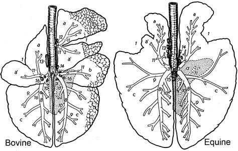 Part 2: Lungs and Bronchi – Dissection Lab Guide for Ungulate Anatomy