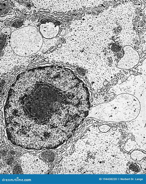 Cell Nucleus and Organelles Under the Electron Microscope Stock Photo ...