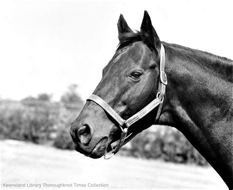 War Admiral Horse Profile - TwinSpires Horse Racing | Bet Online with ...