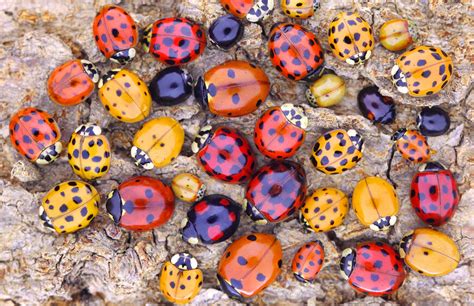 Do Ladybugs Come in Different Colors? How to Tell Them Apart