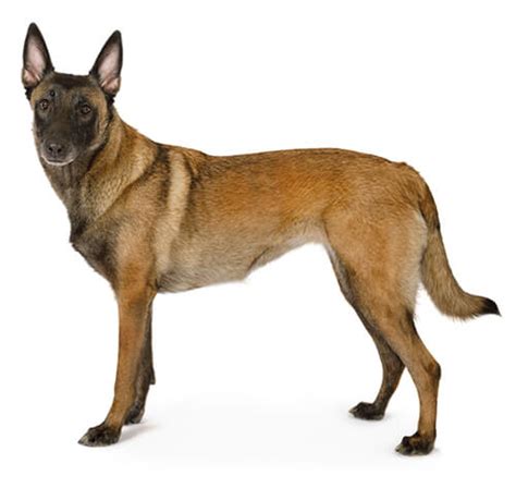 Belgian Shepherd Malinois Dog Breed | Purina