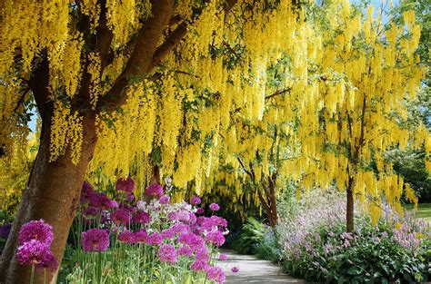 Flowering Trees For Landscaping Inspiration