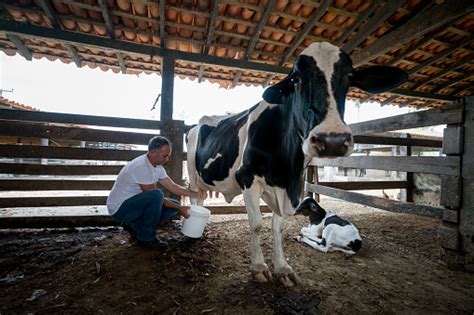 Farmer Milking A Cow At A Cattle Farm Stock Photo - Download Image Now ...