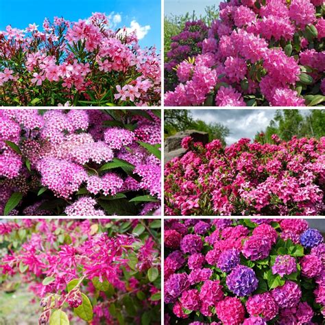 26 Gorgeous Pink Flowering Shrubs for Your Garden - DIY & Crafts