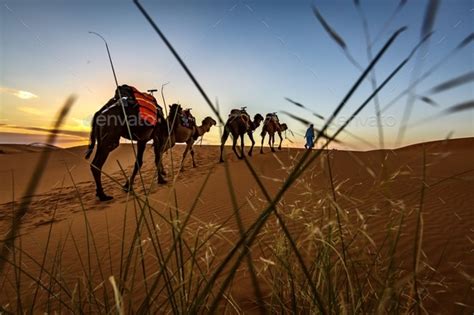 Camel ride in Sahara desert Stock Photo by moniquewray | PhotoDune