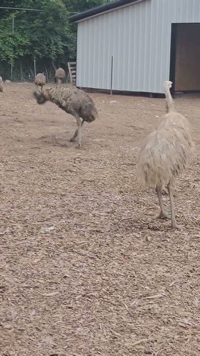 Emus Dancing #funny #dinosaurs #emu - YouTube