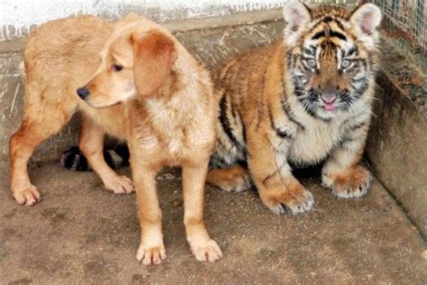 Three's Company? This Dog Lives With His Two Tiger Best Friends