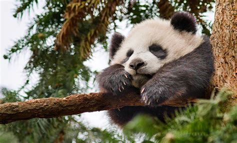 National Panda Day!