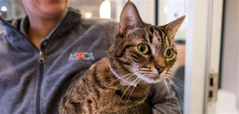 Are Animal Shelter Outcomes Improving? | ASPCA