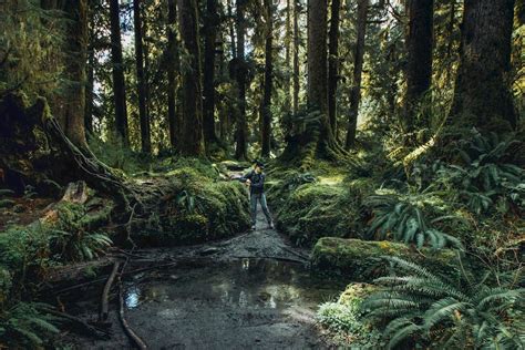 Where to Camp in Washington's Hoh Rainforest