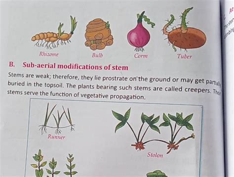 Rhizome Bulb Corm Tuber B. Sub-aerial modifications of stem Stems are wea..