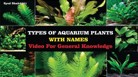 Types Of Aquatic Plants For Aquarium - Aquarium Views