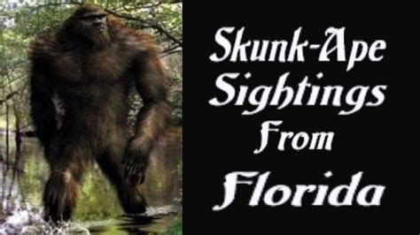 Skunk Ape Sightings From Florida - YouTube