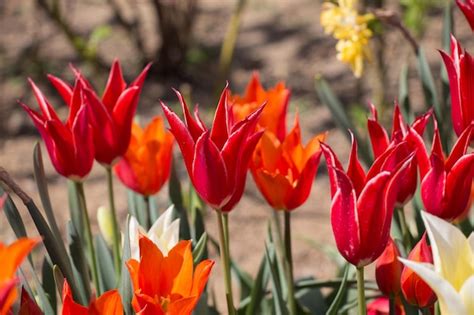 Premium Photo | Red color tulip flowers in the garden