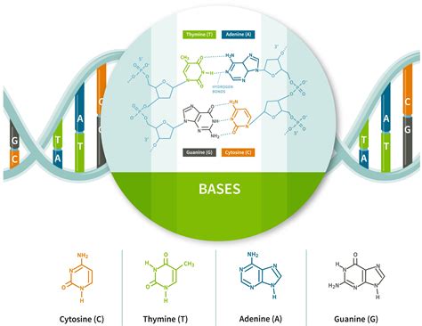 What Is The Genetic Makeup Of A Nucleotide | Saubhaya Makeup