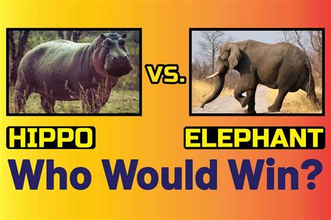 Hippo Vs. Elephant – Who Would Win? - Snoop Lion