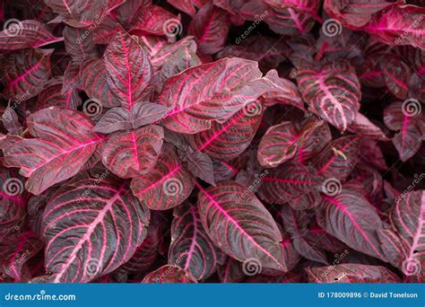 Iresine Herbstii leaves stock photo. Image of petal - 178009896