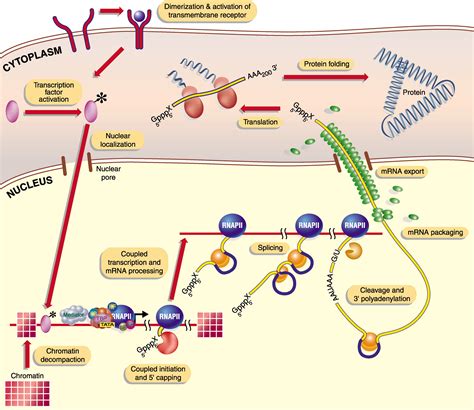 A Unified Theory of Gene Expression: Cell