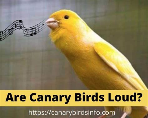 Are Canary Birds Loud ? 2 Amazing Facts about Their Singing