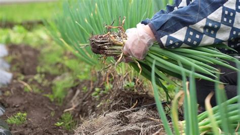 Women harvesting green onions 8869693 Stock Video at Vecteezy