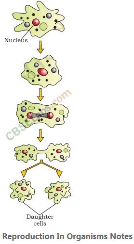 Reproduction in Organisms - CBSE Notes for Class 12 Biology - Learn CBSE