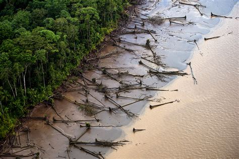 Effects of Deforestation: Impact on the Environment - Climate Transform